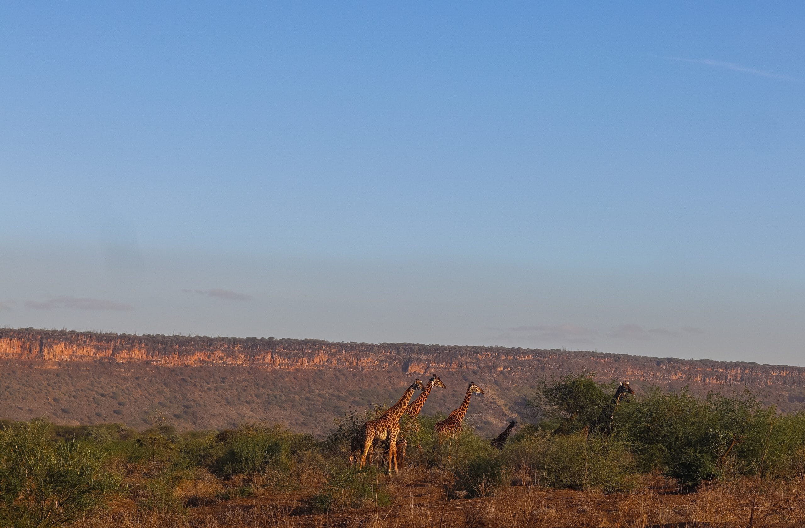 Game drives and safaris near Nairobi offer a rare opportunity to step into the wild without traveling far — and at Kwenia Eco Lodge, this experience is shaped by stillness, respect, and depth rather than speed or spectacle.