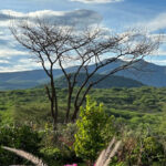 Game Drives and Safaris Near Nairobi