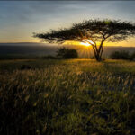 Game drives and safaris near Nairobi offer a rare opportunity to step into the wild without traveling far — and at Kwenia Eco Lodge, this experience is shaped by stillness, respect, and depth rather than speed or spectacle