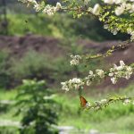 Butterflies at kwenia