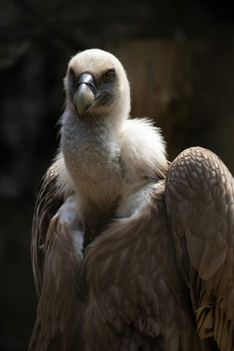 Bird Watching Near Nairobi